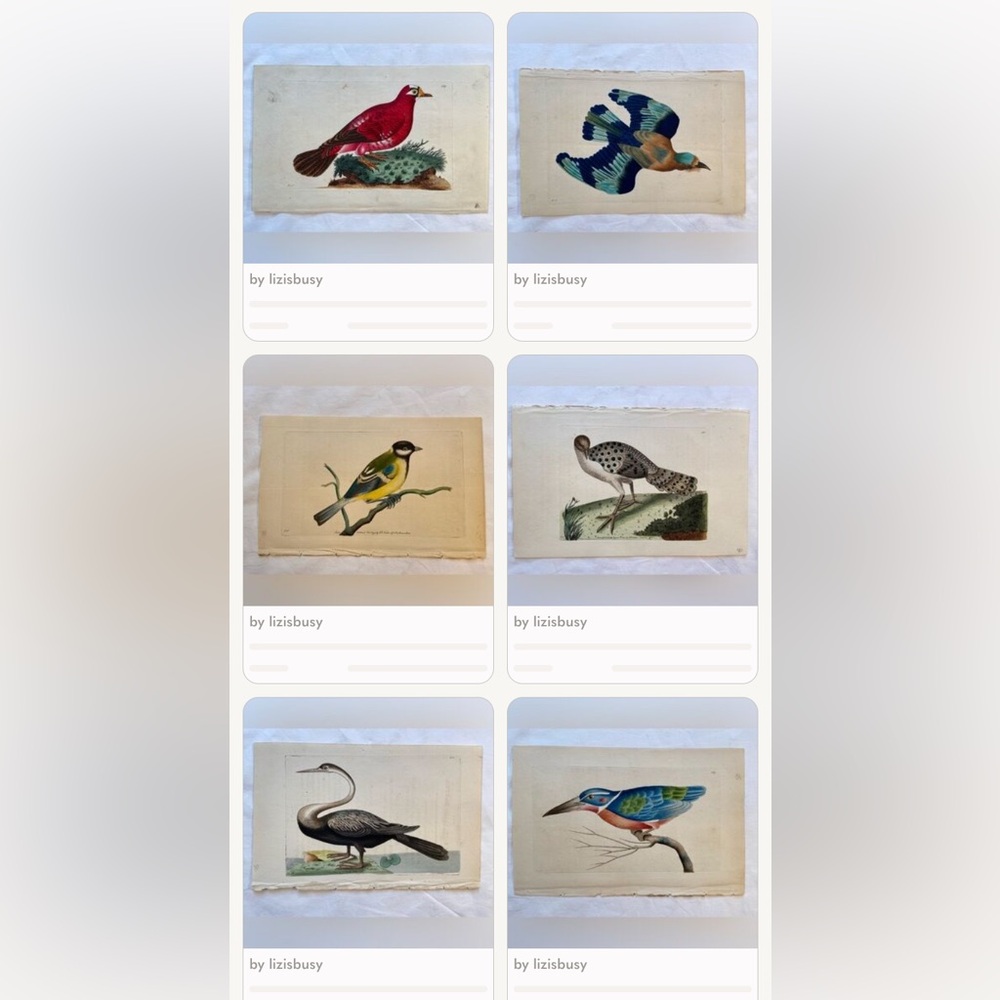 Antique F Nodder Kingfisher Bird Print Hand Colored Engraving 6” x 9”, 1795 - Picture 4 of 5
